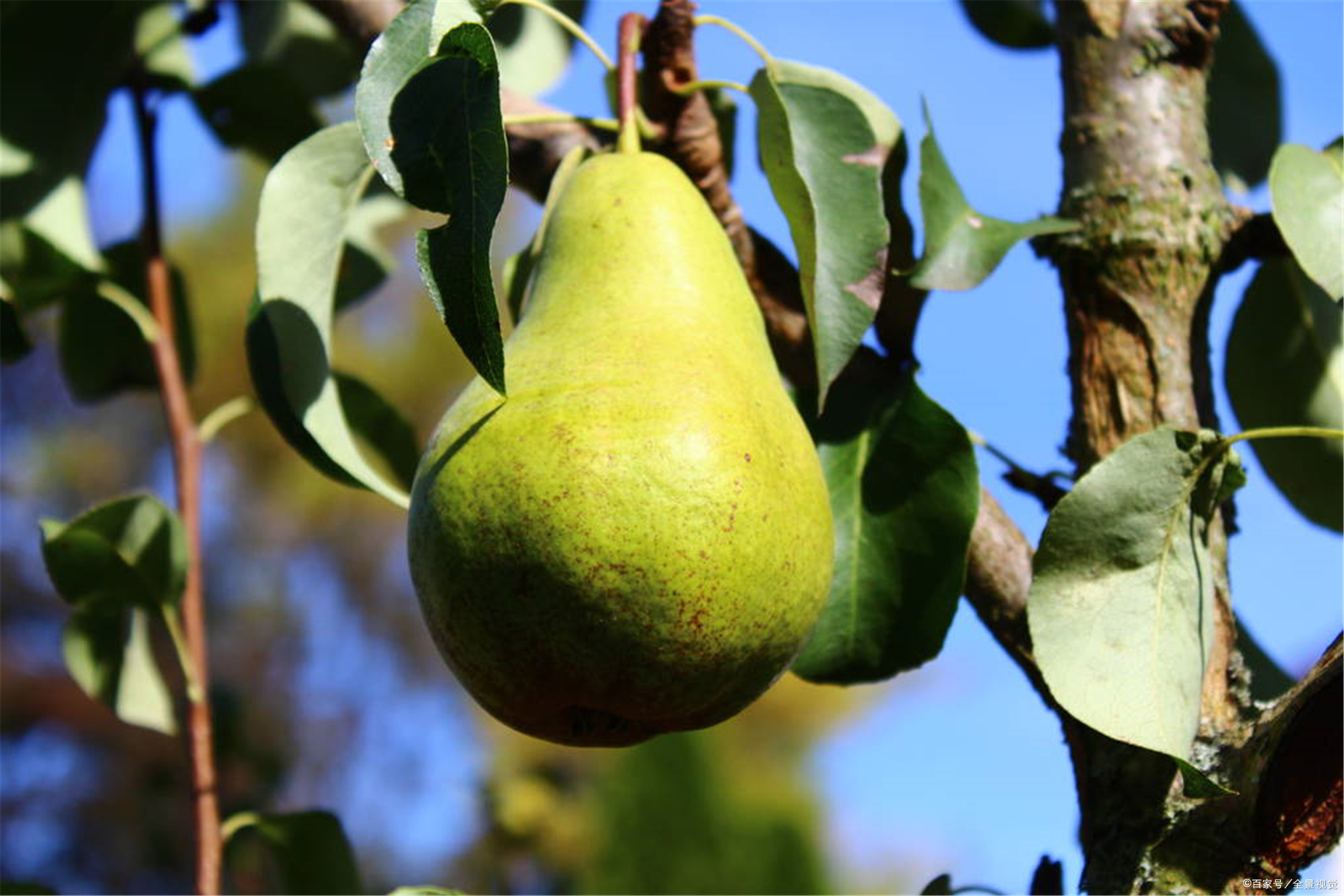梦境的甜蜜果实，解析梦见去一片果树园子里摘了好多的梨的深层含义