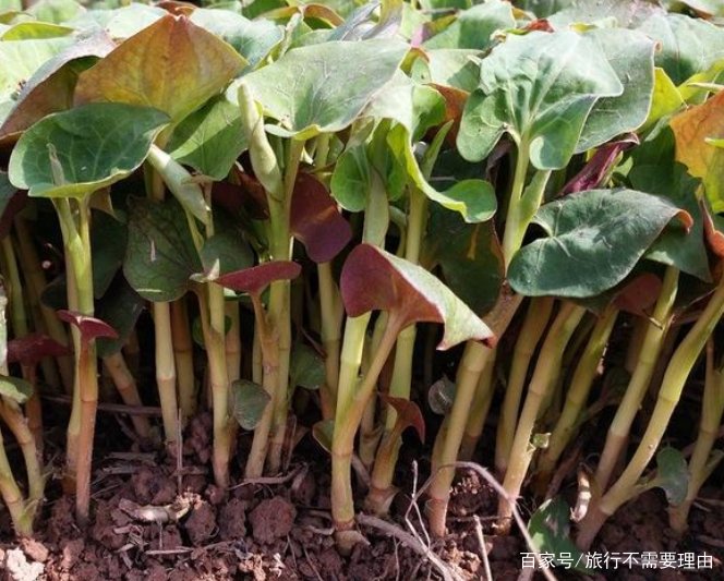 体验吃鱼腥草的感觉怎么样？