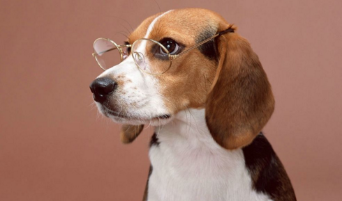 眼镜狗怎么拍好证件照？