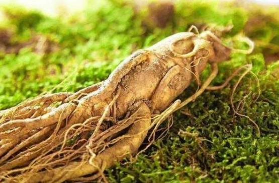 野生人参真的会自己跑吗？有没有什么科学依据？