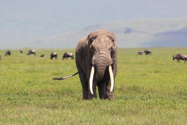 大象有天敌吗？是什么？