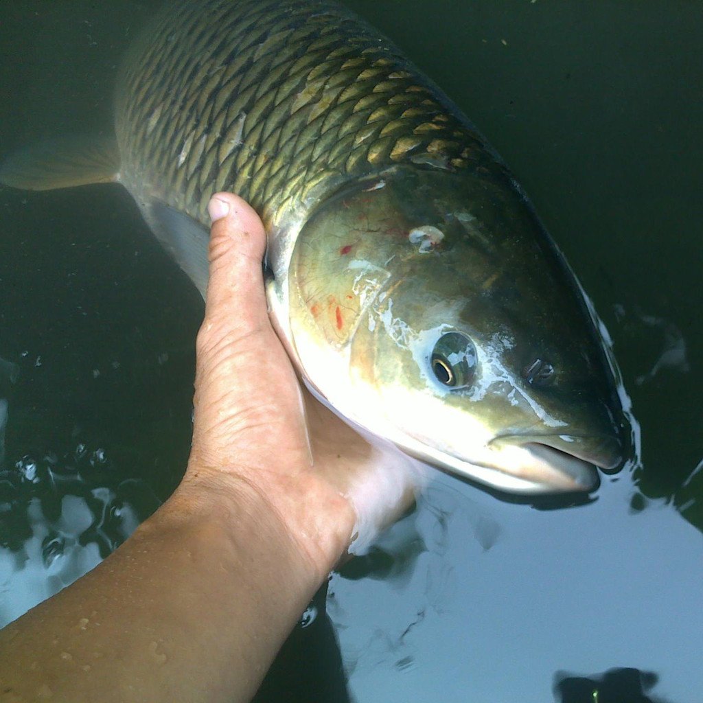 其实 草鱼烤来是最好吃的 将草鱼清洗干净 准备一点腌料葱,姜,蒜,盐