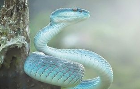 梦回床畔,解读我梦见有几条蛇在我们床上的深层含义 梦回床畔,解读我梦见有几条蛇在我们床上的深层含义