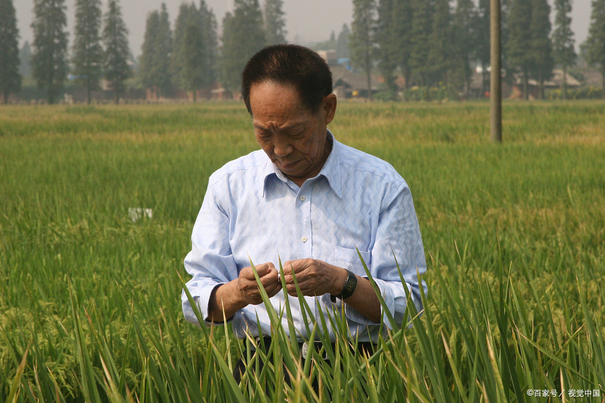 袁隆平被称作杂交水稻之父，他的故事你知道多少？