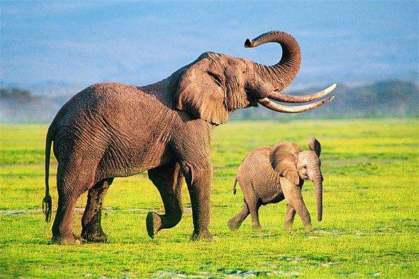 体型庞大的大象有天敌吗？