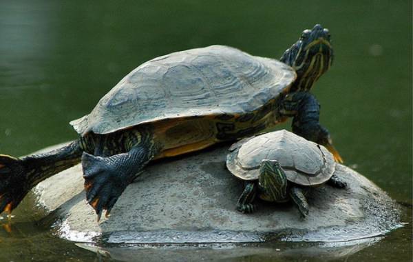在冬季的时候乌龟都是用尾巴来呼吸的，这是真的吗?
